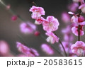 春の兆し 20583615