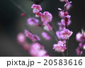 紅梅の満開 20583616