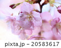 河津さくら 20583617