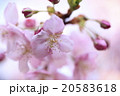 河津桜 20583618