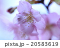 春が来た 20583619