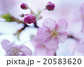 河蚓桜と蕾 20583620