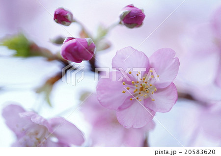 河蚓桜と蕾 河蚓桜と蕾 20583620