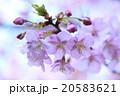 満開の河蚓桜 20583621