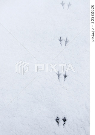 雪に小鳥の足跡 20583626
