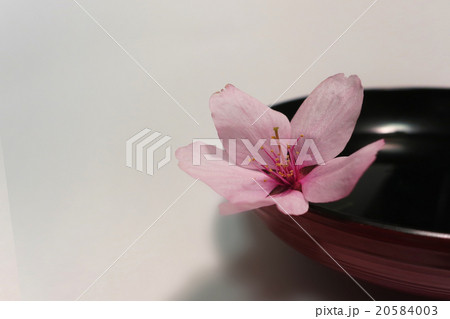 桜 桜 20584003