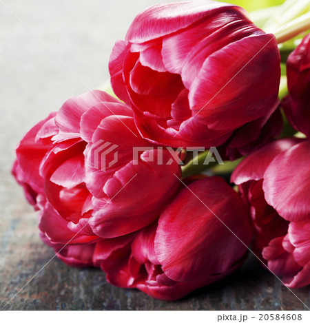 Pink tulips 20584608