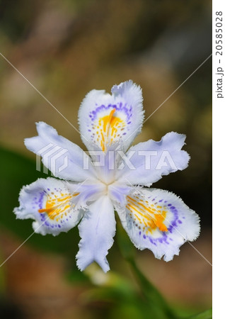 シャガの花 20585028