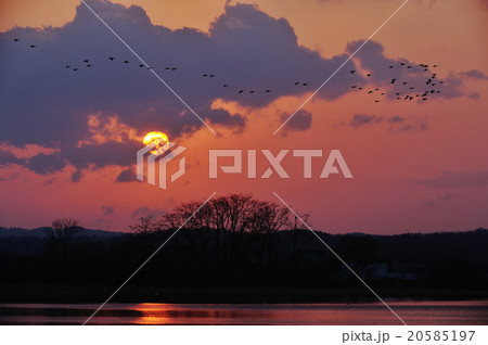 宮島沼に戻るマガンの群れと夕陽 20585197