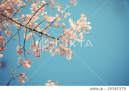 Wild Himalayan Cherry spring blossom 20585379