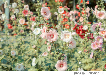 hollyhock flower blossom in garden hollyhock flower blossom in garden 20585409