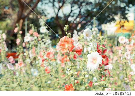 hollyhock flower blossom in garden 20585412