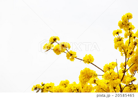 Yellow tabebuia flower blossom Yellow tabebuia flower blossom 20585465