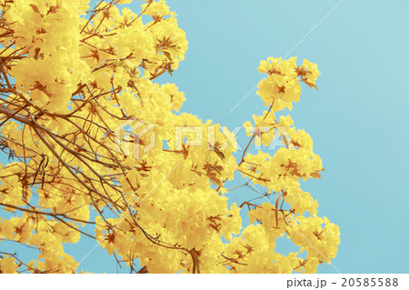 Yellow tabebuia flower blossom 20585588