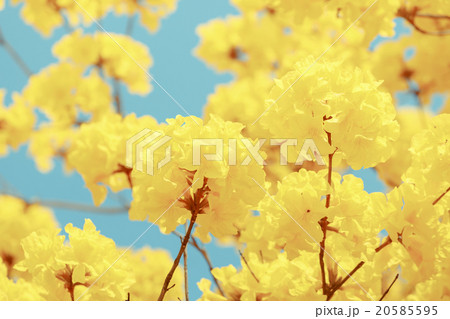 Yellow tabebuia flower blossom 20585595