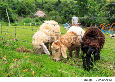 Sheep are eating grass Sheep are eating grass 20585948