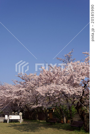西公園の桜 西公園の桜 20585990