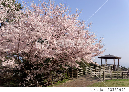 西公園の桜 20585993
