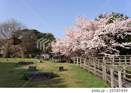 西公園の春 20585994