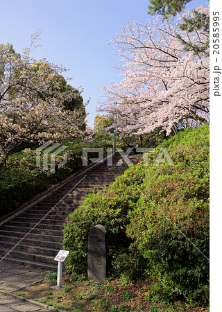 西公園の春 20585995