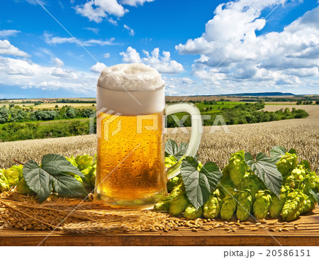 still life with beer glass and hops 20586151