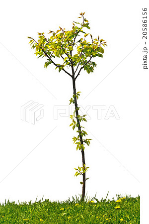 small apricot tree on the white background 20586156