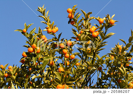 きんかん きんかん 20586207