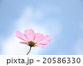 コスモス 20586330