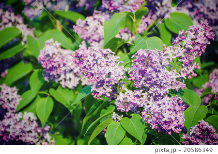 Spring lilac flowers Spring lilac flowers 20586349