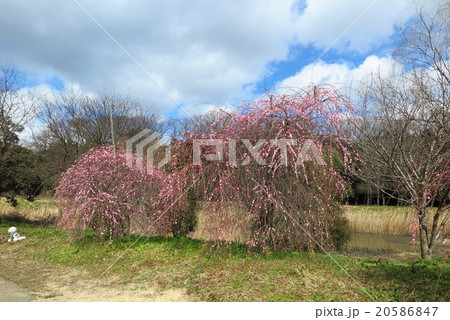 梅の花「シダレウメ」山田池公園梅林:大阪府枚方市№5 梅の花「シダレウメ」山田池公園梅林:大阪府枚方市№5 20586847