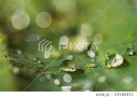dew drop on leaf 20586852