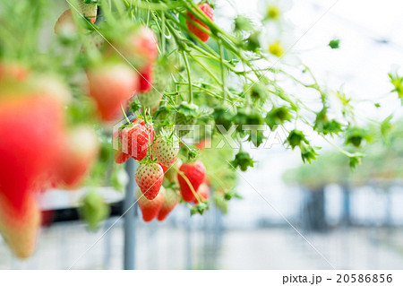 いちご農園・イチゴ狩り 20586856