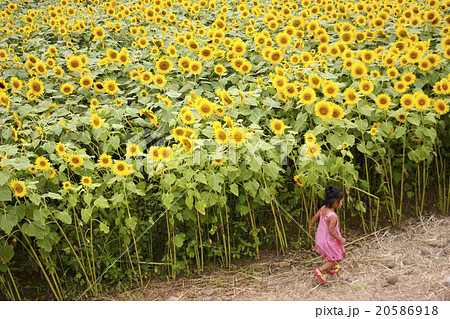 ひまわり畑を走る少女の写真素材