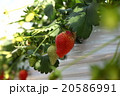 美味しそうな苺 20586991