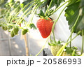 美味しそうな苺 20586993