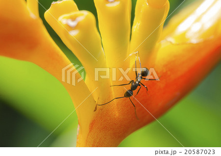 Ant on yellow flower Ant on yellow flower 20587023