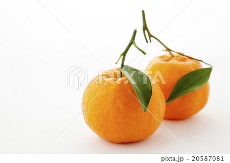 葉つきのポンカン二つ 20587081