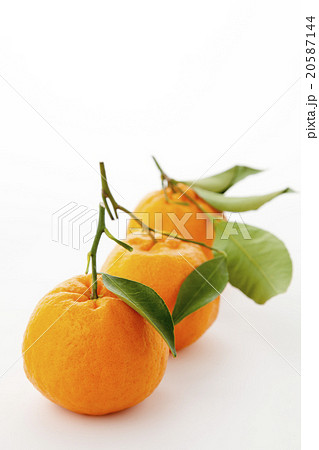 葉つきのポンカン三つ 20587144