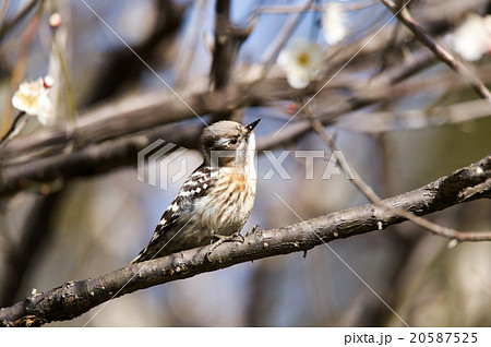 コゲラ コゲラ 20587525