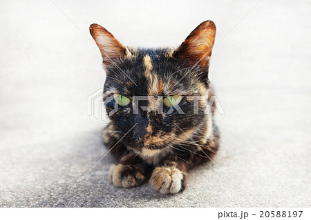 portrait of a cat in nature on white. 20588197