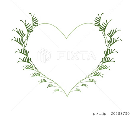 Fresh Philodendron Leaves in A Heart Shape 20588730