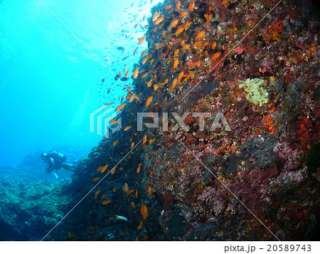八丈島の地形に群れるキンギョハナダイの大群 20589743