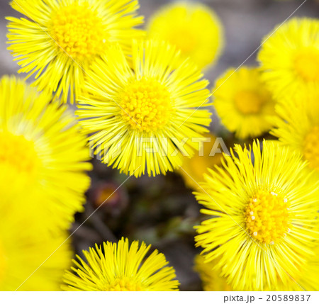 Yellow coltsfoot flowers (Tussilago farfara) 20589837
