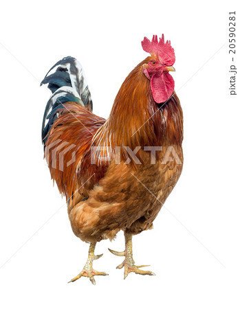 Red cock 20590281