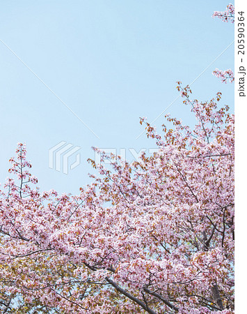 桜 20590364