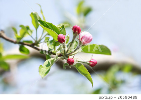 リンゴ花のつぼみの写真素材 5904