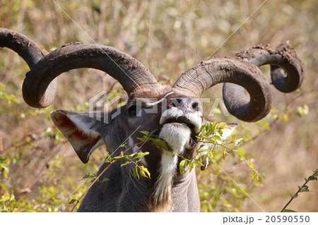 Kudu 20590550