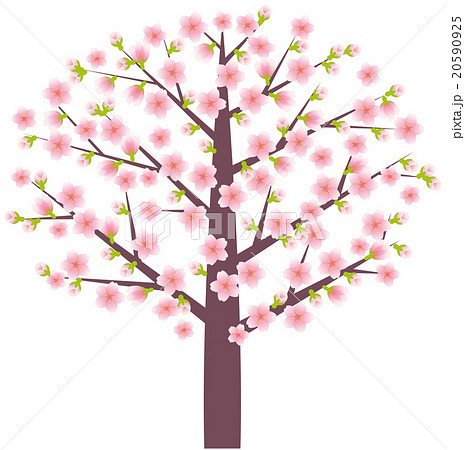 桜の木 五分咲きのイラスト素材