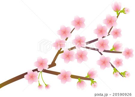 桜 桜の枝のイラスト素材