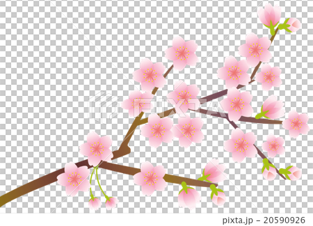 桜 桜の枝のイラスト素材
